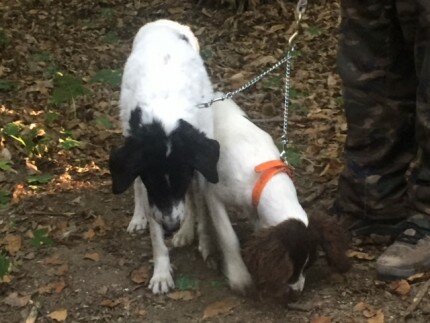 The canine truffle hunters pick up a scent!